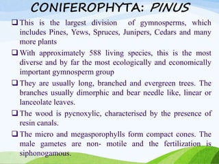 CONIFEROPHYTA: PINUS
 This is the largest division of gymnosperms, which
includes Pines, Yews, Spruces, Junipers, Cedars and many
more plants
 With approximately 588 living species, this is the most
diverse and by far the most ecologically and economically
important gymnosperm group
 They are usually long, branched and evergreen trees. The
branches usually dimorphic and bear needle like, linear or
lanceolate leaves.
 The wood is pycnoxylic, characterised by the presence of
resin canals.
 The micro and megasporophylls form compact cones. The
male gametes are non- motile and the fertilization is
siphonogamous.
 