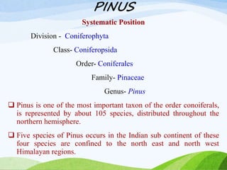 PINUS
Systematic Position
Division - Coniferophyta
Class- Coniferopsida
Order- Coniferales
Family- Pinaceae
Genus- Pinus
 Pinus is one of the most important taxon of the order conoiferals,
is represented by about 105 species, distributed throughout the
northern hemisphere.
 Five species of Pinus occurs in the Indian sub continent of these
four species are confined to the north east and north west
Himalayan regions.
 