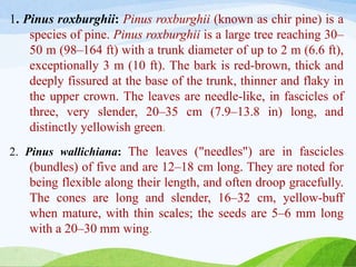 1. Pinus roxburghii: Pinus roxburghii (known as chir pine) is a
species of pine. Pinus roxburghii is a large tree reaching 30–
50 m (98–164 ft) with a trunk diameter of up to 2 m (6.6 ft),
exceptionally 3 m (10 ft). The bark is red-brown, thick and
deeply fissured at the base of the trunk, thinner and flaky in
the upper crown. The leaves are needle-like, in fascicles of
three, very slender, 20–35 cm (7.9–13.8 in) long, and
distinctly yellowish green.
2. Pinus wallichiana: The leaves ("needles") are in fascicles
(bundles) of five and are 12–18 cm long. They are noted for
being flexible along their length, and often droop gracefully.
The cones are long and slender, 16–32 cm, yellow-buff
when mature, with thin scales; the seeds are 5–6 mm long
with a 20–30 mm wing.
 