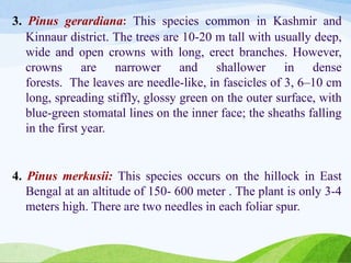 3. Pinus gerardiana: This species common in Kashmir and
Kinnaur district. The trees are 10-20 m tall with usually deep,
wide and open crowns with long, erect branches. However,
crowns are narrower and shallower in dense
forests. The leaves are needle-like, in fascicles of 3, 6–10 cm
long, spreading stiffly, glossy green on the outer surface, with
blue-green stomatal lines on the inner face; the sheaths falling
in the first year.
4. Pinus merkusii: This species occurs on the hillock in East
Bengal at an altitude of 150- 600 meter . The plant is only 3-4
meters high. There are two needles in each foliar spur.
 