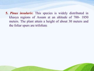 5. Pinus insularis: This species is widely distributed in
khasya regions of Assam at an altitude of 700- 1850
meters. The plant attain a height of about 30 meters and
the foliar spurs are trifoliate.
 