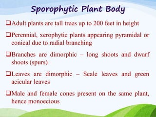 Sporophytic Plant Body
Adult plants are tall trees up to 200 feet in height
Perennial, xerophytic plants appearing pyramidal or
conical due to radial branching
Branches are dimorphic – long shoots and dwarf
shoots (spurs)
Leaves are dimorphic – Scale leaves and green
acicular leaves
Male and female cones present on the same plant,
hence monoecious
 