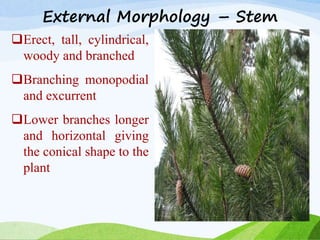 External Morphology – Stem
Erect, tall, cylindrical,
woody and branched
Branching monopodial
and excurrent
Lower branches longer
and horizontal giving
the conical shape to the
plant
 