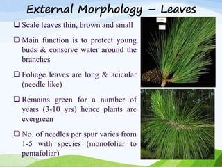External Morphology – Leaves
 Scale leaves thin, brown and small
 Main function is to protect young
buds & conserve water around the
branches
 Foliage leaves are long & acicular
(needle like)
 Remains green for a number of
years (3-10 yrs) hence plants are
evergreen
 No. of needles per spur varies from
1-5 with species (monofoliar to
pentafoliar)
 