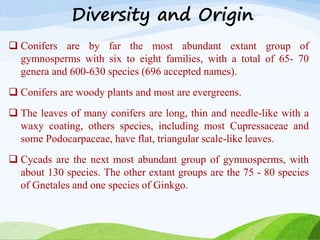 Diversity and Origin
 Conifers are by far the most abundant extant group of
gymnosperms with six to eight families, with a total of 65- 70
genera and 600-630 species (696 accepted names).
 Conifers are woody plants and most are evergreens.
 The leaves of many conifers are long, thin and needle-like with a
waxy coating, others species, including most Cupressaceae and
some Podocarpaceae, have flat, triangular scale-like leaves.
 Cycads are the next most abundant group of gymnosperms, with
about 130 species. The other extant groups are the 75 - 80 species
of Gnetales and one species of Ginkgo.
 