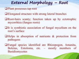 External Morphology – Root
Plant possesses tap root
Elongated structure with strong lateral branches
Root-hairs scanty; function taken up by ectotrophic
mycorrhiza (fungus roots)
It is symbiotic association of fungal mycelium on the
root’s surface
Helps in absorption of nutrients & protection from
pathogens
Fungal species identified are Rhizopogon, Amanita,
Boletus, Entoloma, etc. – mostly members of
Basidiomycetes
 