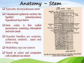 Anatomy – Stem
 Typically dicotyledonous stem
 Cuticularized epidermis encloses the
lignified sclerechymatous
hypodermallayerbelow
 Inner cortex is thin walled
parenchyma containing chloroplasts
andresincanals
 Vascular bundles are conjoint,
collateral, endarch , open and
form a ring
 Medullary rays are narrow
 Vessels in xylem and companion
cellsinphloemareabsent
 