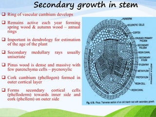 Secondary growth in stem
 Ring of vascular cambium develops
 Remains active each year forming
spring wood & autumn wood – annual
rings
 Important in dendrology for estimation
of the age of the plant
 Secondary medullary rays usually
uniseriate
 Pinus wood is dense and massive with
few parenchyma cells – pycnoxylic
 Cork cambium (phellogen) formed in
outer cortical layer
 Forms secondary cortical cells
(phelloderm) towards inner side and
cork (phellem) on outer side
 