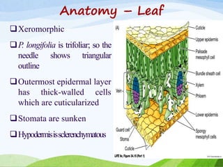 Anatomy – Leaf
Xeromorphic
P. longifolia is trifoliar; so the
needle shows triangular
outline
Outermost epidermal layer
has thick-walled cells
which are cuticularized
Stomata are sunken
Hypodermisissclerenchymatous
 