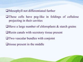 Mesophyll not differentiated further
These cells have peg-like in foldings of cellulose
projecting in their cavities
Have a large number of chloroplasts & starch grains
Resin canals with secretory tissue present
Two vascular bundles with conjoint
tissue present in the middle
 