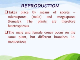 REPRODUCTION
Takes place by means of spores –
microspores (male) and megaspores
(female). The plants are therefore
heterosporous
The male and female cones occur on the
same plant, but different branches i.e.
monoecious
 