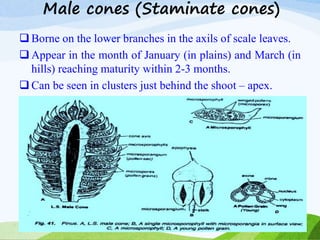 Male cones (Staminate cones)
 Borne on the lower branches in the axils of scale leaves.
 Appear in the month of January (in plains) and March (in
hills) reaching maturity within 2-3 months.
 Can be seen in clusters just behind the shoot – apex.
 
