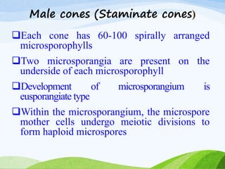 Male cones (Staminate cones)
Each cone has 60-100 spirally arranged
microsporophylls
Two microsporangia are present on the
underside of each microsporophyll
Development of microsporangium is
eusporangiate type
Within the microsporangium, the microspore
mother cells undergo meiotic divisions to
form haploid microspores
 