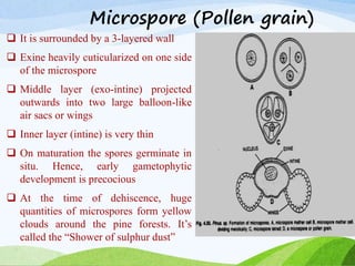 Microspore (Pollen grain)
 It is surrounded by a 3-layered wall
 Exine heavily cuticularized on one side
of the microspore
 Middle layer (exo-intine) projected
outwards into two large balloon-like
air sacs or wings
 Inner layer (intine) is very thin
 On maturation the spores germinate in
situ. Hence, early gametophytic
development is precocious
 At the time of dehiscence, huge
quantities of microspores form yellow
clouds around the pine forests. It’s
called the “Shower of sulphur dust”
 