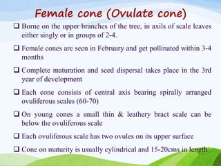 Female cone (Ovulate cone)
 Borne on the upper branches of the tree, in axils of scale leaves
either singly or in groups of 2-4.
 Female cones are seen in February and get pollinated within 3-4
months
 Complete maturation and seed dispersal takes place in the 3rd
year of development
 Each cone consists of central axis bearing spirally arranged
ovuliferous scales (60-70)
 On young cones a small thin & leathery bract scale can be
below the ovuliferous scale
 Each ovuliferous scale has two ovules on its upper surface
 Cone on maturity is usually cylindrical and 15-20cms in length
 