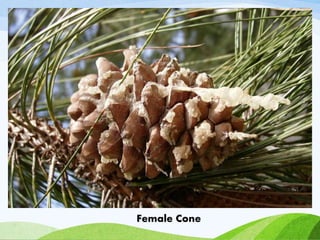 Female Cone
 
