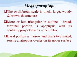 Megasporophyll
The ovuliferous scale is thick, large, woody
& brownish structure
More or less triangular in outline – broad,
terminal portion is apophysis with its
centrally projected area – the umbo
Basal portion is narrow and bears two naked,
sessile anatropous ovules on its upper surface
 