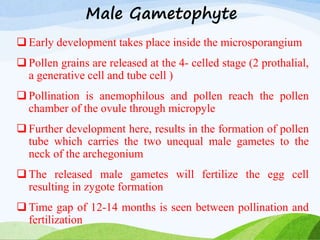Male Gametophyte
 Early development takes place inside the microsporangium
 Pollen grains are released at the 4- celled stage (2 prothalial,
a generative cell and tube cell )
 Pollination is anemophilous and pollen reach the pollen
chamber of the ovule through micropyle
 Further development here, results in the formation of pollen
tube which carries the two unequal male gametes to the
neck of the archegonium
 The released male gametes will fertilize the egg cell
resulting in zygote formation
 Time gap of 12-14 months is seen between pollination and
fertilization
 