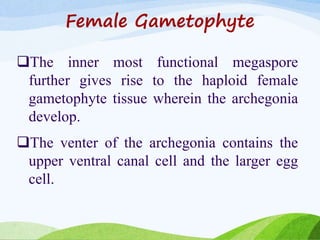 Female Gametophyte
The inner most functional megaspore
further gives rise to the haploid female
gametophyte tissue wherein the archegonia
develop.
The venter of the archegonia contains the
upper ventral canal cell and the larger egg
cell.
 