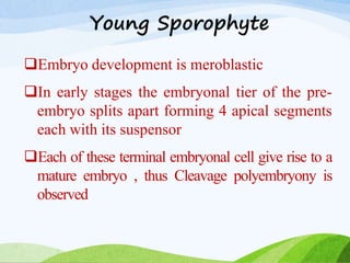 Young Sporophyte
Embryo development is meroblastic
In early stages the embryonal tier of the pre-
embryo splits apart forming 4 apical segments
each with its suspensor
Each of these terminal embryonal cell give rise to a
mature embryo , thus Cleavage polyembryony is
observed
 