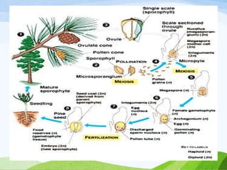 Gymnosperm characteristics 