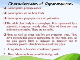 Gymnosperm characteristics 