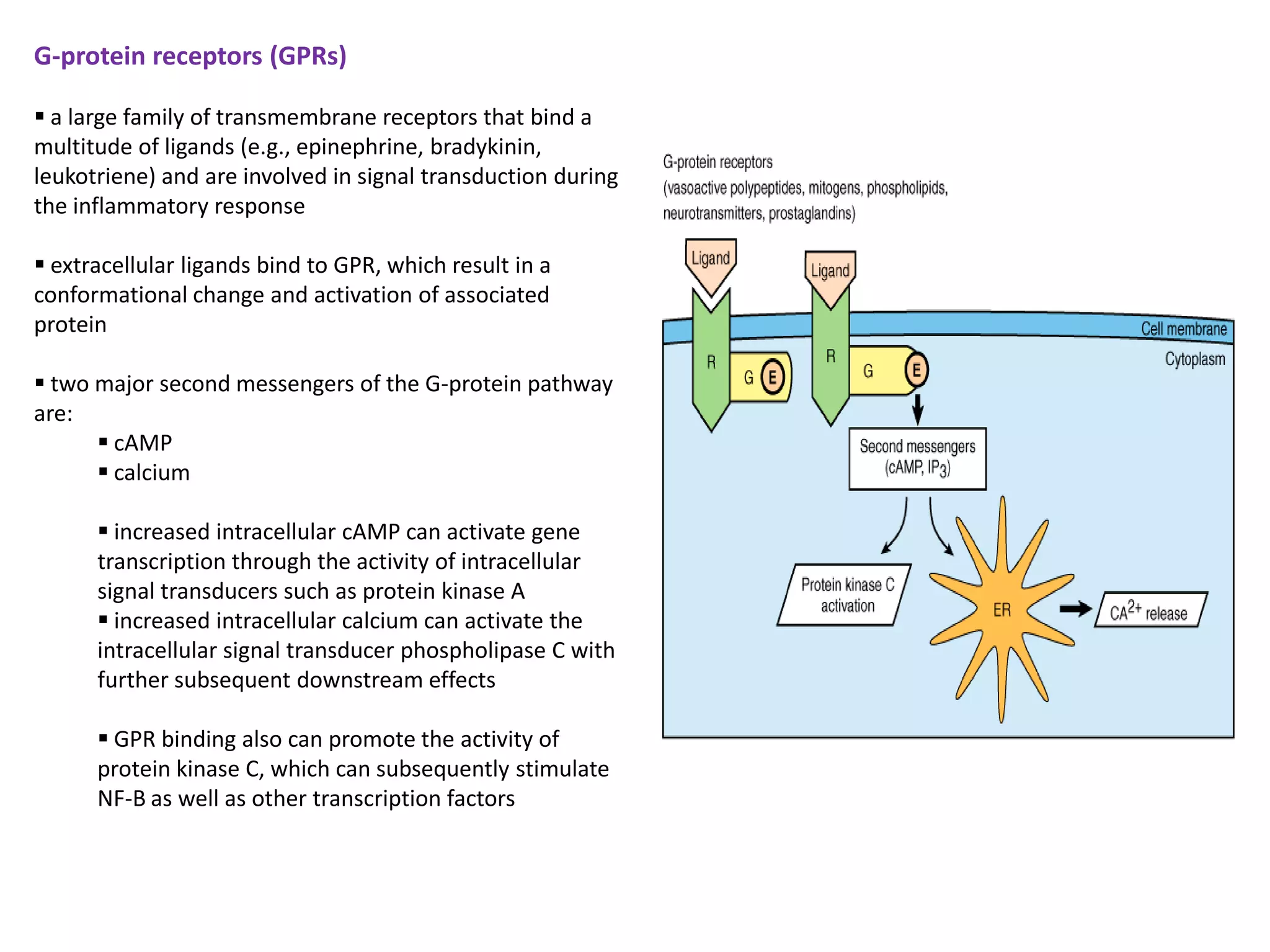 G-protein receptors (GPRs)

 a large family of transmembrane receptors that bind a
multitude of ligands (e.g., epinephrine, bradykinin,
leukotriene) and are involved in signal transduction during
the inflammatory response

 extracellular ligands bind to GPR, which result in a
conformational change and activation of associated
protein

 two major second messengers of the G-protein pathway
are:
       cAMP
       calcium

       increased intracellular cAMP can activate gene
      transcription through the activity of intracellular
      signal transducers such as protein kinase A
       increased intracellular calcium can activate the
      intracellular signal transducer phospholipase C with
      further subsequent downstream effects

       GPR binding also can promote the activity of
      protein kinase C, which can subsequently stimulate
      NF-B as well as other transcription factors
 