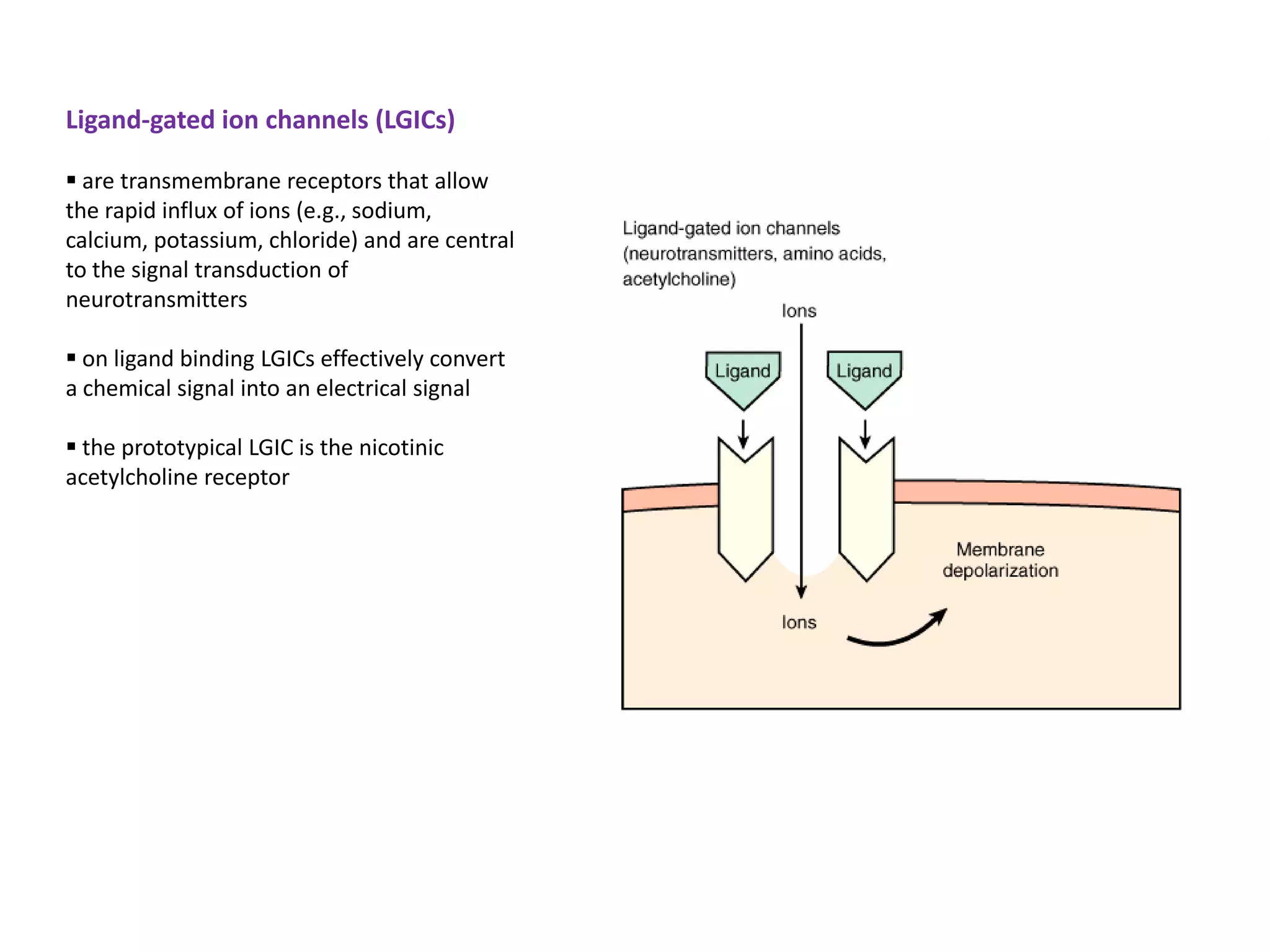 Ligand-gated ion channels (LGICs)

 are transmembrane receptors that allow
the rapid influx of ions (e.g., sodium,
calcium, potassium, chloride) and are central
to the signal transduction of
neurotransmitters

 on ligand binding LGICs effectively convert
a chemical signal into an electrical signal

 the prototypical LGIC is the nicotinic
acetylcholine receptor
 