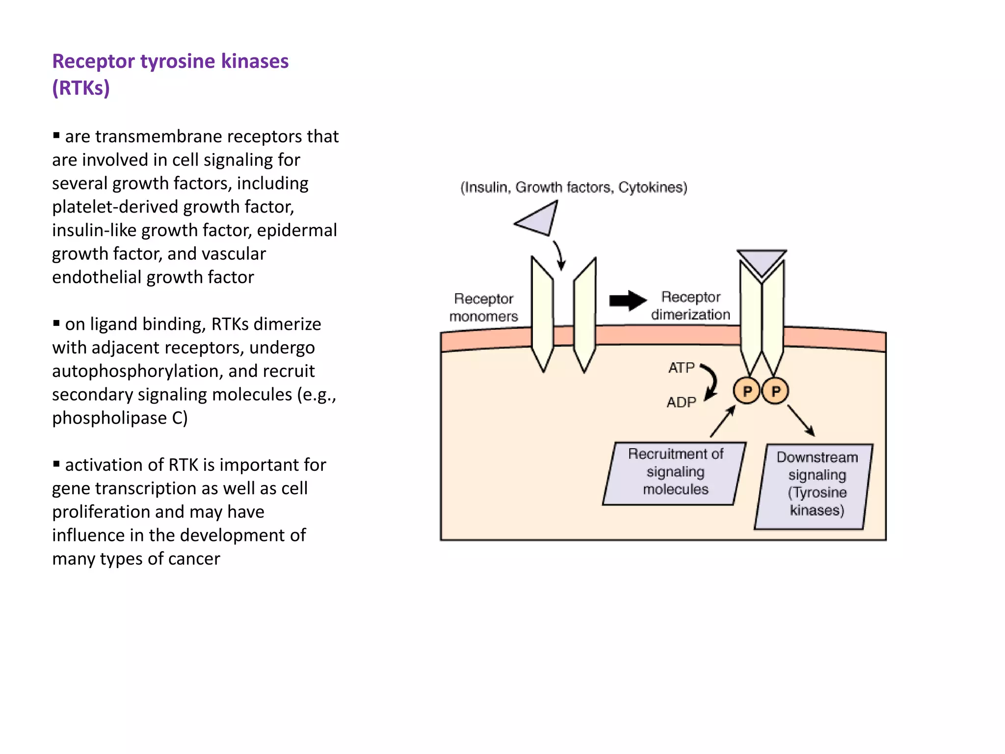 Receptor tyrosine kinases
(RTKs)

 are transmembrane receptors that
are involved in cell signaling for
several growth factors, including
platelet-derived growth factor,
insulin-like growth factor, epidermal
growth factor, and vascular
endothelial growth factor

 on ligand binding, RTKs dimerize
with adjacent receptors, undergo
autophosphorylation, and recruit
secondary signaling molecules (e.g.,
phospholipase C)

 activation of RTK is important for
gene transcription as well as cell
proliferation and may have
influence in the development of
many types of cancer
 