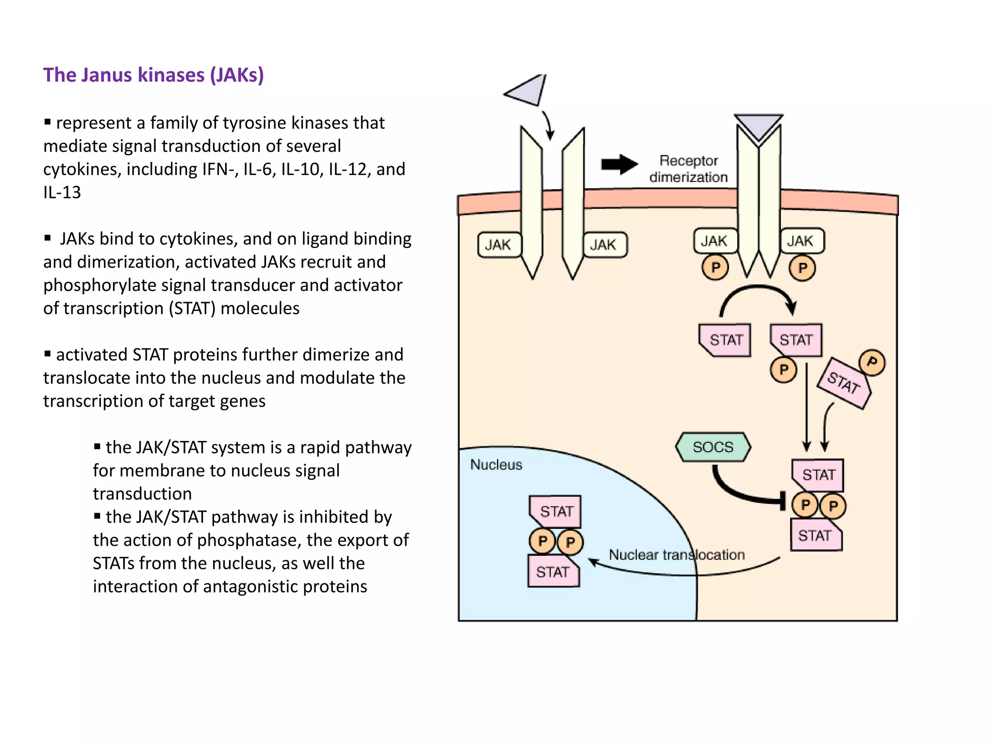 The Janus kinases (JAKs)

 represent a family of tyrosine kinases that
mediate signal transduction of several
cytokines, including IFN-, IL-6, IL-10, IL-12, and
IL-13

 JAKs bind to cytokines, and on ligand binding
and dimerization, activated JAKs recruit and
phosphorylate signal transducer and activator
of transcription (STAT) molecules

 activated STAT proteins further dimerize and
translocate into the nucleus and modulate the
transcription of target genes

       the JAK/STAT system is a rapid pathway
      for membrane to nucleus signal
      transduction
       the JAK/STAT pathway is inhibited by
      the action of phosphatase, the export of
      STATs from the nucleus, as well the
      interaction of antagonistic proteins
 