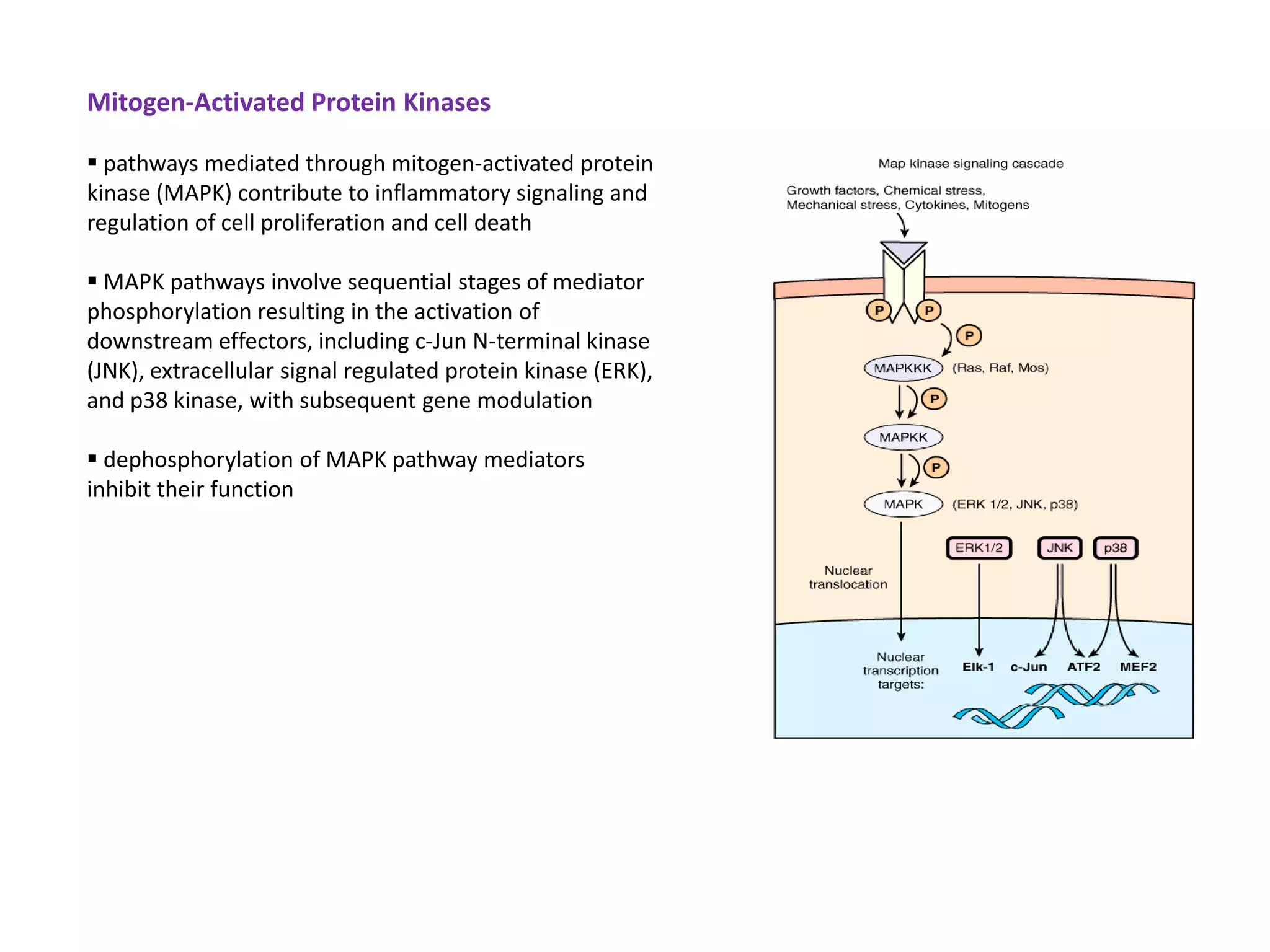Mitogen-Activated Protein Kinases

 pathways mediated through mitogen-activated protein
kinase (MAPK) contribute to inflammatory signaling and
regulation of cell proliferation and cell death

 MAPK pathways involve sequential stages of mediator
phosphorylation resulting in the activation of
downstream effectors, including c-Jun N-terminal kinase
(JNK), extracellular signal regulated protein kinase (ERK),
and p38 kinase, with subsequent gene modulation

 dephosphorylation of MAPK pathway mediators
inhibit their function
 