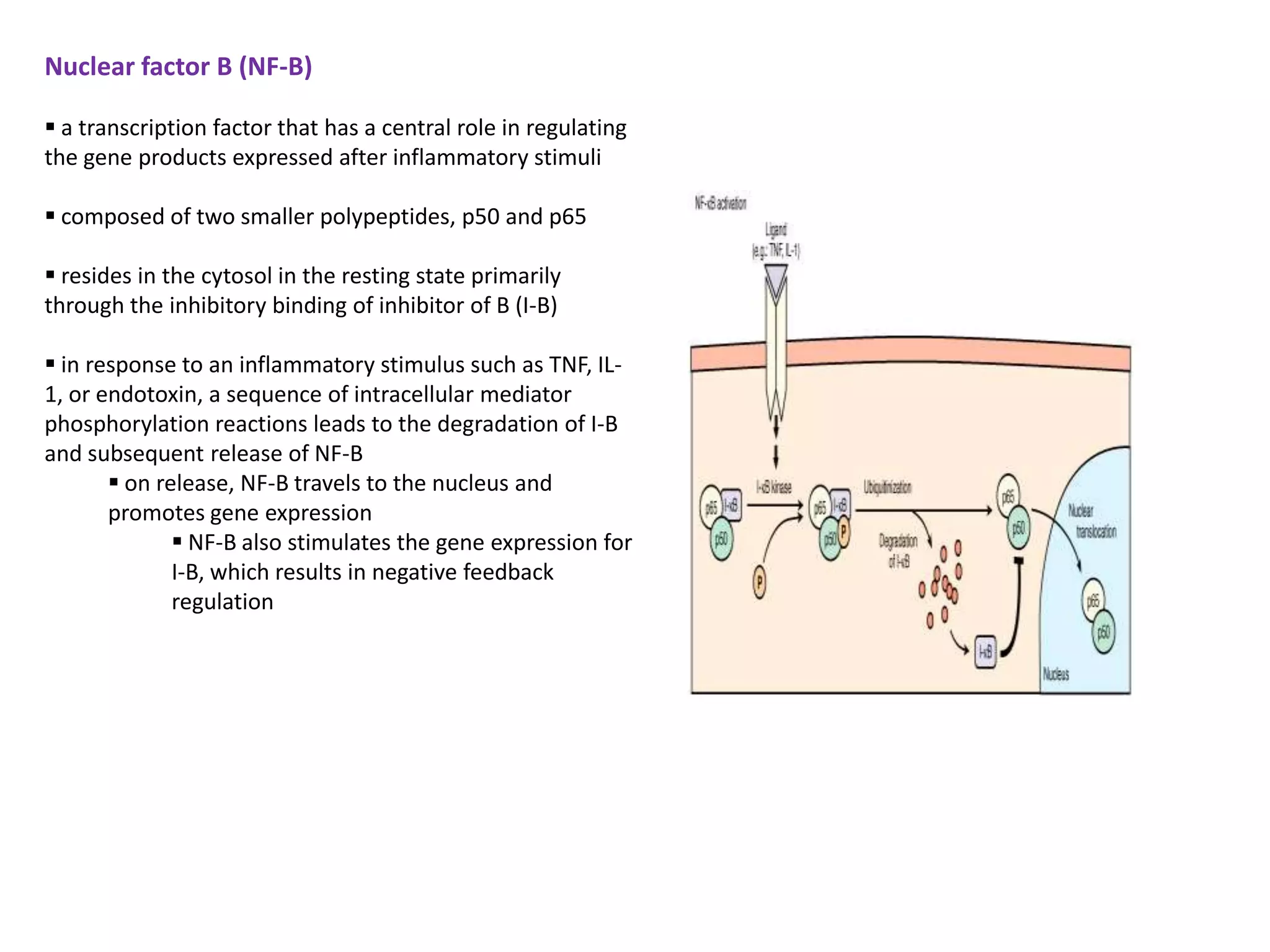 Nuclear factor B (NF-B)

 a transcription factor that has a central role in regulating
the gene products expressed after inflammatory stimuli

 composed of two smaller polypeptides, p50 and p65

 resides in the cytosol in the resting state primarily
through the inhibitory binding of inhibitor of B (I-B)

 in response to an inflammatory stimulus such as TNF, IL-
1, or endotoxin, a sequence of intracellular mediator
phosphorylation reactions leads to the degradation of I-B
and subsequent release of NF-B
        on release, NF-B travels to the nucleus and
       promotes gene expression
               NF-B also stimulates the gene expression for
              I-B, which results in negative feedback
              regulation
 