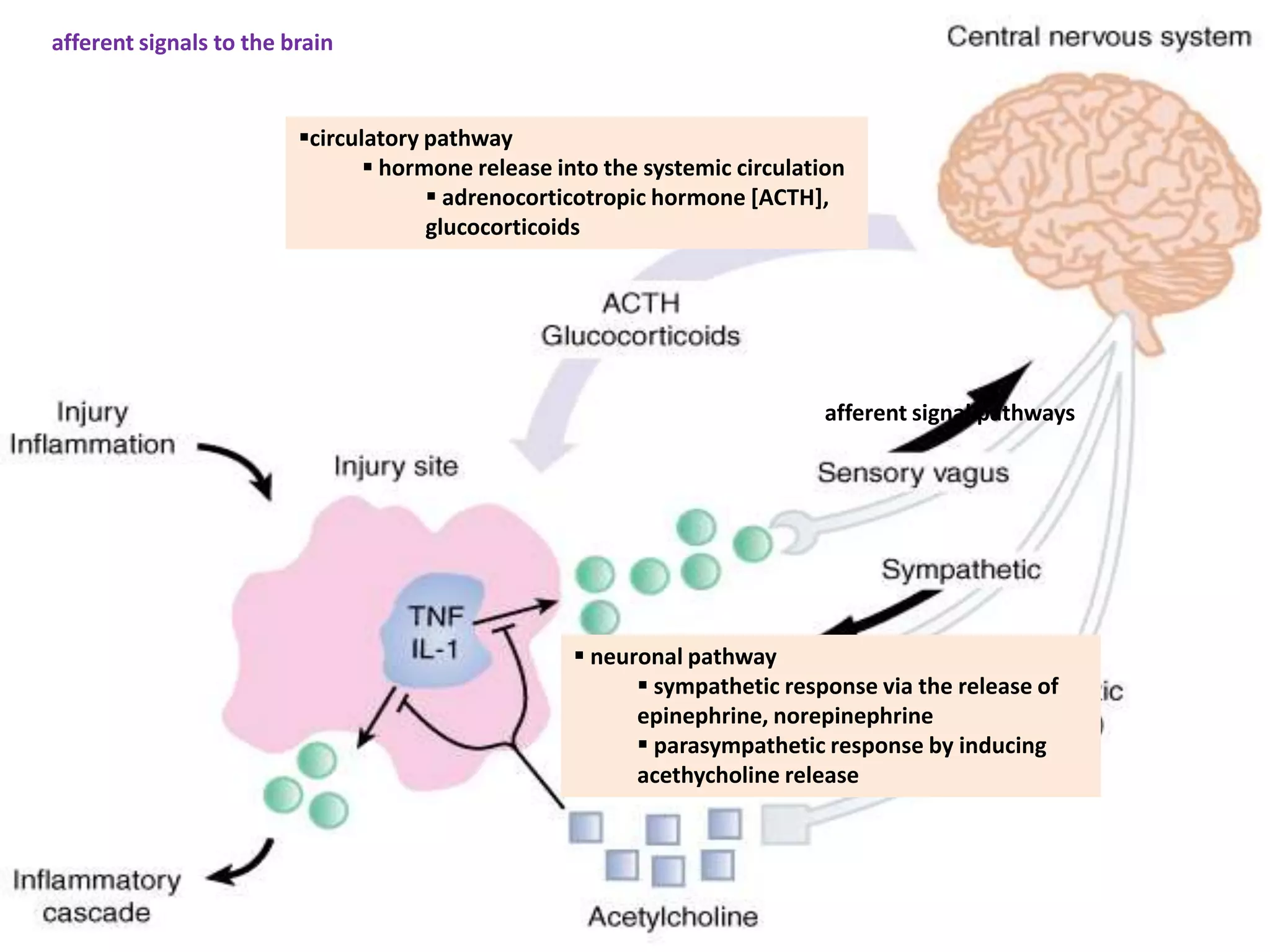 afferent signals to the brain


                         circulatory pathway
                                 hormone release into the systemic circulation
                                       adrenocorticotropic hormone [ACTH],
                                      glucocorticoids




                                                                             afferent signal pathways




                                                     neuronal pathway
                                                           sympathetic response via the release of
                                                          epinephrine, norepinephrine
                                                           parasympathetic response by inducing
                                                          acethycholine release
 
