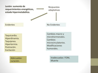 Lesión: aumento de
requerimientos energéticos,
estado hipermetabólico.
Respuestas
adaptativas
Evidentes
Taquicardia.
Hiperdinamia.
Taquipnea.
Hipertermia.
Postración.
Excitación
No Evidentes
Cambios macro y
microhormonales.
Cambios
microcirculatorios.
Modificaciones
humorales.
Adecuadas:
curación.
Inadecuadas: FOM,
Muerte
 