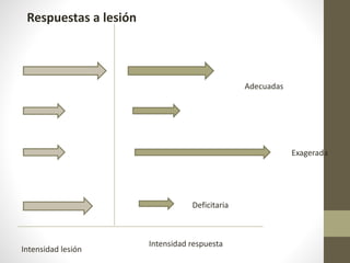 Intensidad lesión
Intensidad respuesta
Adecuadas
Exagerada
Deficitaria
Respuestas a lesión
 