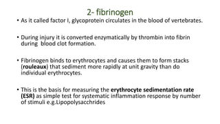2- fibrinogen
• As it called factor I, glycoprotein circulates in the blood of vertebrates.
• During injury it is converte...