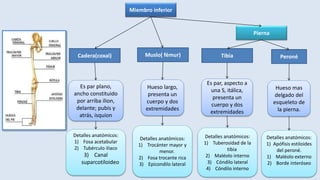 Miembro inferior
Detalles anatómicos:
1) Tuberosidad de la
tibia
2) Maléolo interno
3) Cóndilo lateral
4) Cóndilo interno
Detalles anatómicos:
1) Apófisis estiloides
del peroné.
1) Maléolo externo
2) Borde interóseo
Hueso mas
delgado del
esqueleto de
la pierna.
Es par, aspecto a
una S, itálica,
presenta un
cuerpo y dos
extremidades
Hueso largo,
presenta un
cuerpo y dos
extremidades
Detalles anatómicos:
1) Trocánter mayor y
menor.
2) Fosa trocante rica
3) Epicondilo lateral
Es par plano,
ancho constituido
por arriba ilion,
delante; pubis y
atrás, isquion
Detalles anatómicos:
1) Fosa acetabular
2) Tubérculo iliaco
3) Canal
suparcotiloideo
PeronéTibiaMuslo( fémur)Cadera(coxal)
Pierna
 