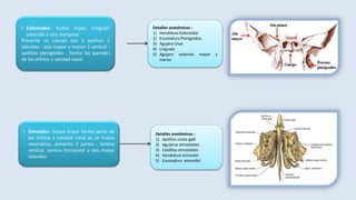 • Esfenoides: Hueso impar, irregular
parecido a una mariposa.
Presenta un cuerpo con 3 apófisis 2
laterales : alas mayor y menor 1 vertical :
apófisis pterigoides , forma las paredes
de las orbitas y cavidad nasal.
Detalles anatómicos :
1) Hendidura Esfenoidal
2) Escotadura Pterigoidea
3) Agujero Oval
4) Linguala
5) Agujero redondo mayor y
menor
• Etmoides: Hueso impar forma parte de
las orbitas y cavidad nasal es un hueso
neumático, presenta 3 partes : lamina
vertical, lamina horizontal y dos masas
laterales.
Detalles anatómicos :
1) Apófisis crista-galli
2) Agujeros etmoidales
3) Celdillas etmoidales
4) Hendidura etmoidal
5) Escotadura etmoidal
 