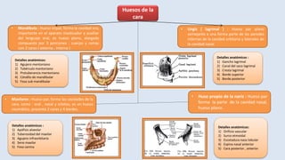 Huesos de la
cara
• Mandíbula : Hueso impar, forma la cavidad ora,
importante en el aparato masticador y auxiliar
del lenguaje oral, es hueso plano, alargado
compuesto por 3 porciones : cuerpo y ramas
con 2 caras ( externa , interna )
Detalles anatómicos:
1) Agujero mentoniano
2) Tubérculo mantoniano
3) Protuberancia mentoniano
4) Cóndilo de mandibular
5) Fosa sub mandibular
• Maxilares : Hueso par, forma las cavidades de la
cara, como : oral , nasal y orbitas, es un hueso
neumático, presenta 2 caras y 4 bordes.
Detalles anatómicos :
1) Apófisis alveolar
2) Tuberosidad del maxilar
3) Agujero infraorbitario
4) Seno maxilar
5) Fosa canina
• Ungís ( lagrimal ) : Hueso par plano
semejante a una forma parte de las paredes
internas de la cavidad orbitaria y laterales de
la cavidad nasal
Detalles anatómicos :
1) Gancho lagrimal
2) Canal del saco lagrimal
3) Cresta lagrimal
4) Borde superior
5) Borde posterior
• Huso propio de la nariz : Hueso par
forma la parte de la cavidad nasal,
hueso plano.
Detalles anatómicos:
1) Orificio vascular
2) Surco etmoidal
3) Escotadura naso lobular
4) Espina nasal anterior
5) Cara posterior , anterior
 