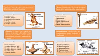 Cigomático : Hueso par, origina los
relieves de la mejilla y forma los limites
laterales de las orbitas : hueso plano
irregularmente parecido a una estrella de
4 puntos
Detalles anatómicos:
1) Agujero cigomático facial
2) Agujero cigomático orbitaria
3) Agujero cigomático temporal
4) Apófisis frontal
5) Apófisis temporal
Cornete inferior : Hueso par, es
independiente plano parecido a
una concha.
Detalles anatómicos:
1) Apófisis lagrimal
2) Apófisis etmoidal
3) Apófisis maxilar
4) Cara externa, interna
Palatino : Hueso par, plano compuesto por
2 laminas : horizontal y vertical
Detalle anatómico :
1) Apófisis piramidal
2) Escotadura esfeno palatina
3) Cresta nasal
4) Apófisis orbitaria
5) Apófisis esfenoide
Vómer : Hueso impar, de forma romboidal
forma parte posterior de las fosas nasales
Detalles anatómicos:
1) Ala del vómer
2) Surco del vómer
3) Borde superior, inferior
4) Cara lateral
5) Borde anterior, posterior
 