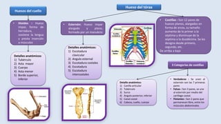 Huesos del cuello
• Hioides : Hueso
impar, forma de
herradura,
sostiene la lengua
y presta inserción
a músculos
Detalles anatómicos:
1) Tubérculo
2) Asta mayor
3) Cuerpo
4) Asta menor
5) Borde superior,
inferior
Hueso del tórax
• Esternón: Hueso impar
alargado y plano,
formado por un manubrio
Detalles anatómicos:
1) Escotadura
clavicular
2) Angulo esternal
3) Escotadura costales
4) Escotadura
5) Escotadura
intercostales
• Costillas : Son 12 pares de
huesos planos, alargados en
forma de arcos, su tamaño
aumenta de la primer a la
séptima y disminuye de la
séptima a la duodécima. Se les
designa desde primero,
segundo, etc.
De arriba a bajo
3 Categorías de costillas
• Verdaderas : Se unen al
esternón son las 7 primeras
pares
• Falsas : Son 3 pares, se une
al esternón por medio del
cartílago costal.
• Flotantes : Son 2 pares que
permanecen libre, entre los
músculos abdominales
Detalle anatómico:
1) Canilla articular
2) Tubérculo
3) Surco
4) Angulo posterior, inferior
5) Canal costal
6) Cabeza, cuello, cuerpo
 