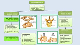Constituido por 33 vertebras 7
cervicales (cuello) 12 torácicas
5 lumbares, 5 sacas
(1 sacro), 4 coxígeas (coxis)
• Cervicales : Su agujero
vertebral es triangular
• Atlas : Da apoyo y flexibilidad
a la cabeza, carece de cuerpo
vertebral
Detalles anatómicos :
1) Tubérculo anatómico
2) Surco para la a. vertebral
3) Arco anterior, posterior
4) Cara articular
5) Tubérculo para ligamento
atlas
• Axis : Permite que la cabeza
gire a los lados, debajo del
atlas
Detalle anatómico:
1) Pedículo
2) Cara articular superior para
atlas
3) Posición interarticular
4) Apófisis transversa
5) Cara articular inferior para
C3
• Dorsales: Son mas
gruesas, su agujero
vertebral es circular
Detalles anatómicos:
1) Carilla costal
2) Apófisis espinosa
3) Apófisis transversa
4) Conducto vertebral
5) Agujero intervertebral
• Lumbares: Voluminoso
de forma de riñón,
agujero vertebral es
triangular.
Columna vertebral
Detalle anatómico:
1) Pedículo
2) Apófisis transversos
3) Apófisis articulares
4) Apófisis espinosa
5) Cuerpo
 