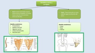 Vertebras sacras y
coccígeas
• Sacro: Están fusionadas (sacro)
tienen forma triangular, su fusión
inicia a las 16 o 12 y termina
entre los 30 años.
Detalles anatómicos:
• Promontorio
• Apófisis articular
• Agujeros sacros
• Líneas transversales
• Asta del sacro
• Coxis : Tiene forma de un cono
además sigue la dirección del
sacro.
Detalles anatómicos:
• Astas
• Base
• Vértice
 