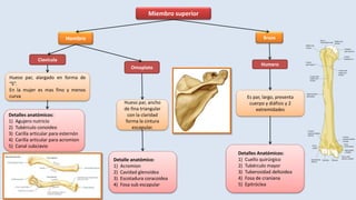 Miembro superior
Hombro
Clavícula
Omoplato
Hueso par, alargado en forma de
“S”.
En la mujer es mas fino y menos
curva
Detalles anatómicos:
1) Agujero nutricio
2) Tubérculo conoideo
3) Carilla articular para esternón
4) Carilla articular para acromion
5) Canal subciavio
Hueso par, ancho
de fina triangular
con la claridad
forma la cintura
escapular.
Detalle anatómico:
1) Acromion
2) Cavidad glenoidea
3) Escotadura coracoidea
4) Fosa sub escapular
Humero
Es par, largo, presenta
cuerpo y diáfisis y 2
extremidades
Detalles Anatómicos:
1) Cuello quirúrgico
2) Tubérculo mayor
3) Tuberosidad deltoidea
4) Fosa de craniana
5) Epitróclea
Brazo
 