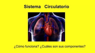 sis. circulatorio Merly