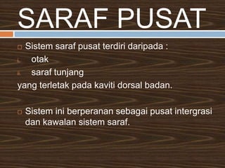 DENDRIT, AKSON & SEL BADAN