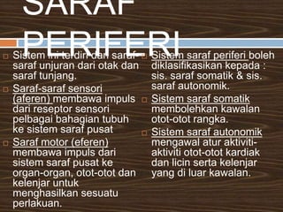 SINAPS & TRANSMISI IMPULSEDEFINISISIS. SARAFMengintergrasidanmengawalsemuafungsisistembadan.  Berkebolehanmenerimadanbertindakbalasterhadapimpulsdaripersekitarandan internal sertamenghantarimpulskesistemsarafpusat.  Impulssarafdihantardarisatu neuron ke neuron yang lain dalamperjalanannyakesistemsarafpusat.