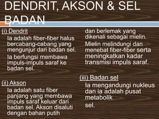 SARAF PUSATSistemsarafpusatterdiridaripada : otaksaraftunjangyang terletakpadakaviti dorsal badan. Sisteminiberperanansebagaipusatintergrasidankawalansistemsaraf.