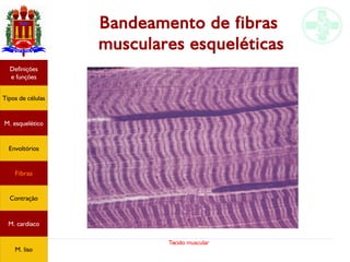 Tecido muscular
Bandeamento de fibras
musculares esqueléticas
Tipos de células
Definições
e funções
Fibras
M. esquelético
Envoltórios
Contração
M. cardíaco
M. liso
 
