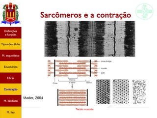 Tecido muscular
Sarcômeros e a contração
Mader, 2004
Tipos de células
Definições
e funções
Fibras
M. esquelético
Envoltórios
Contração
M. cardíaco
M. liso
 